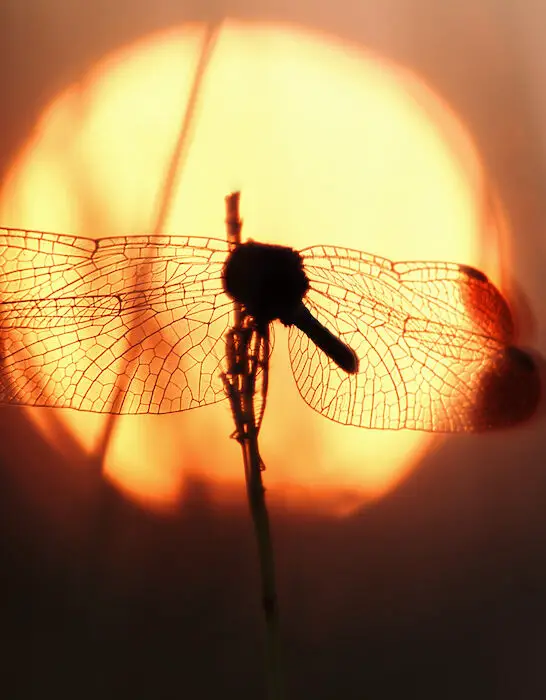 dragonfly on sunset