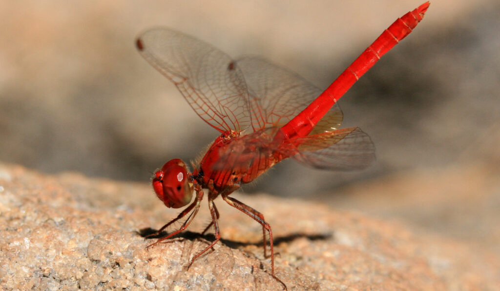 red dragon fly