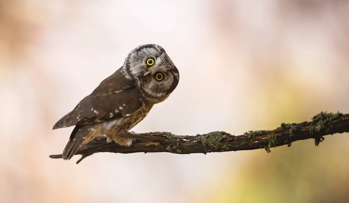 Do Owls Eat Squirrels? Exploration Squared