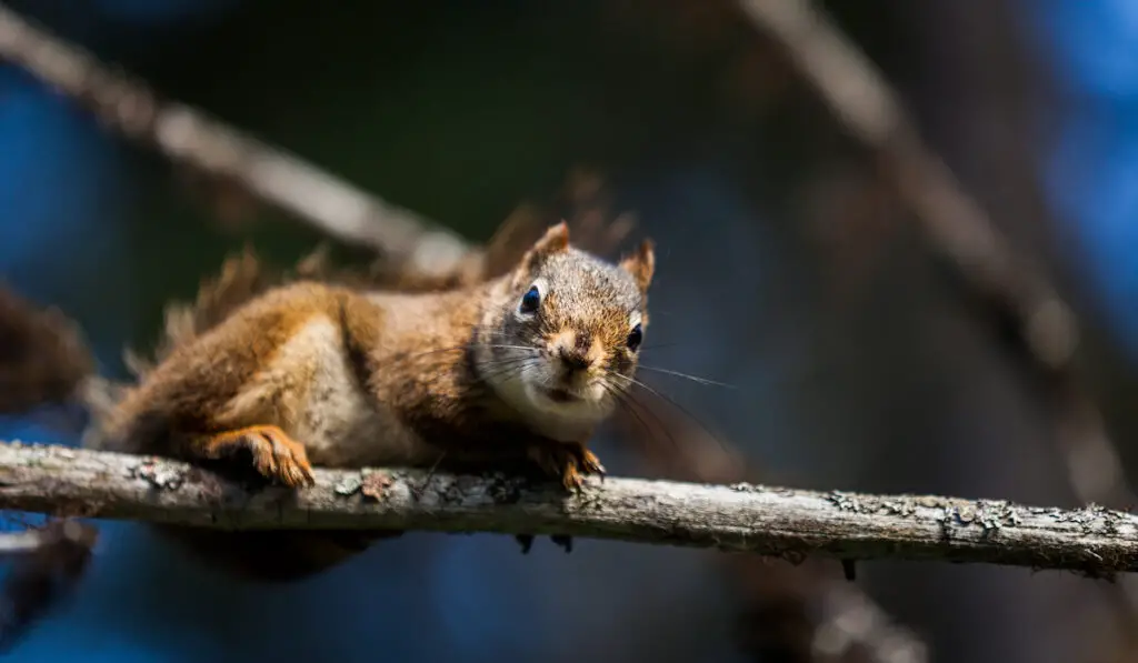 closeup of a squirrel