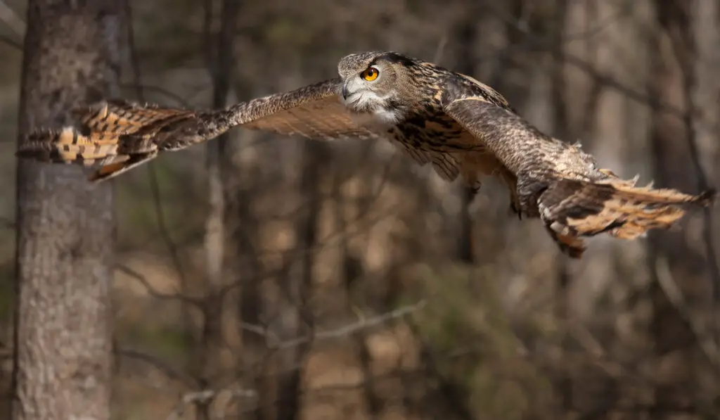 owl on flight