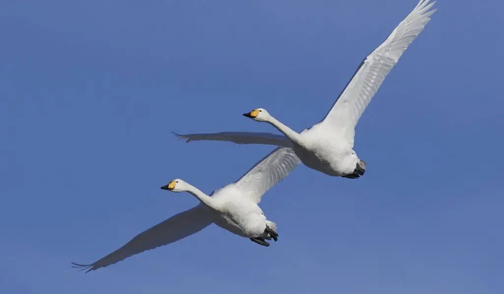a pair of swan flying