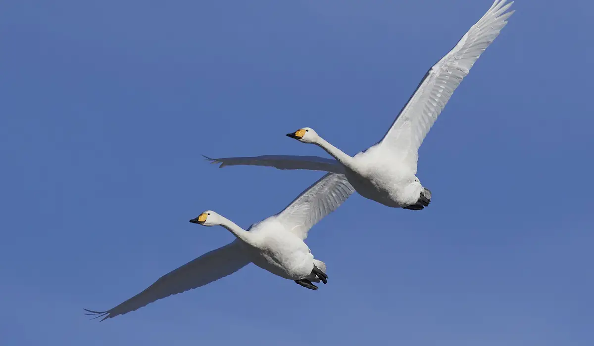 Do Swans Fly? Flight, Migration, and Pinioning Explained Exploration