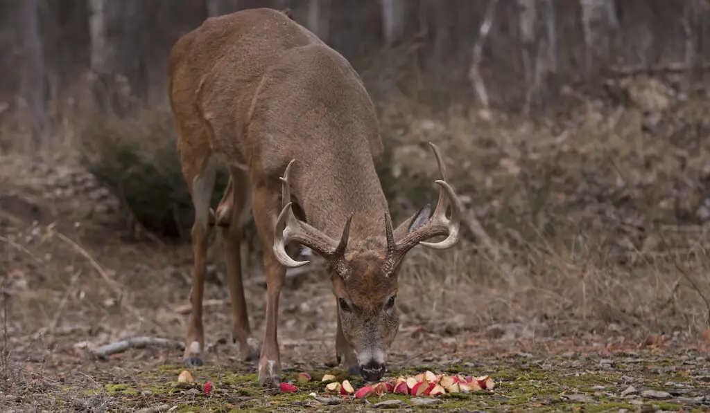 deer eating apples