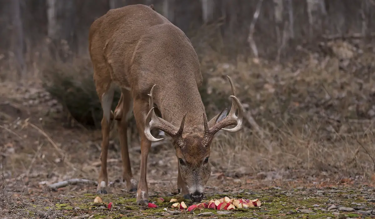 Do Deer Eat Apples Exploration Squared