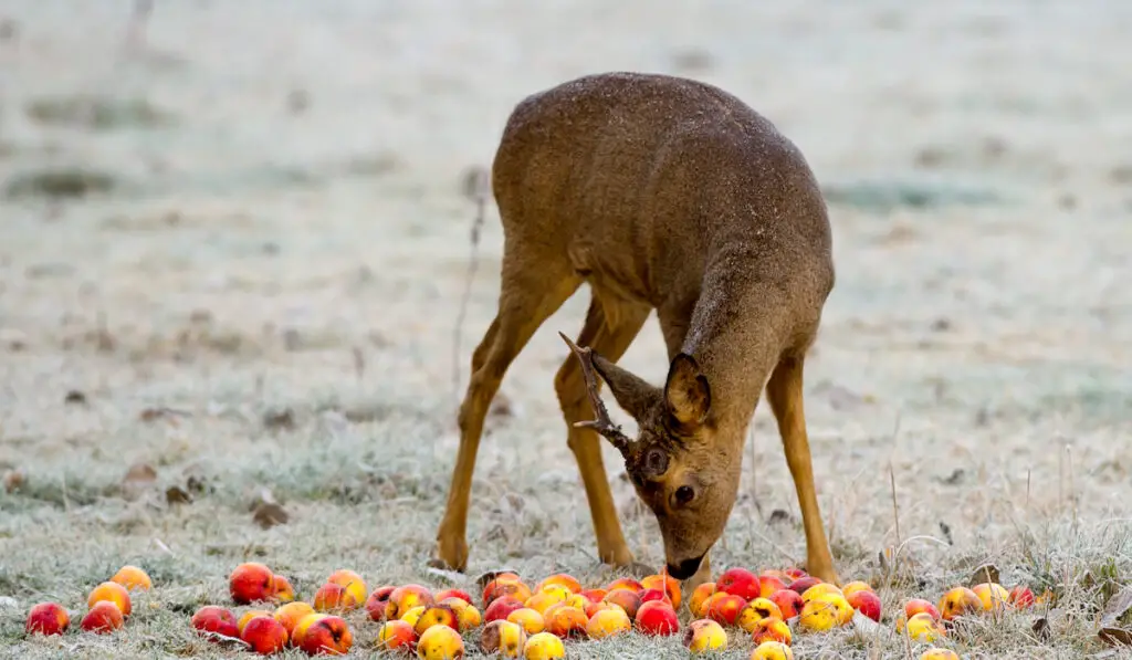 deer with a lot of apples