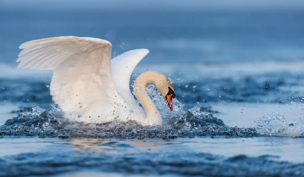 mute swan flapping wings