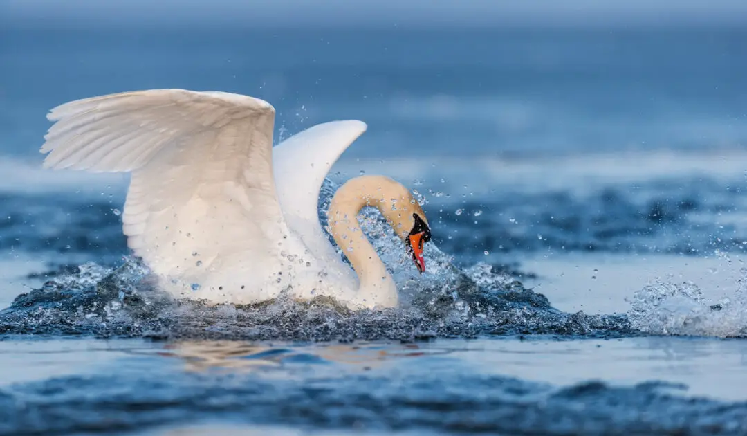 Do Swans Fly? Flight, Migration, and Pinioning Explained Exploration