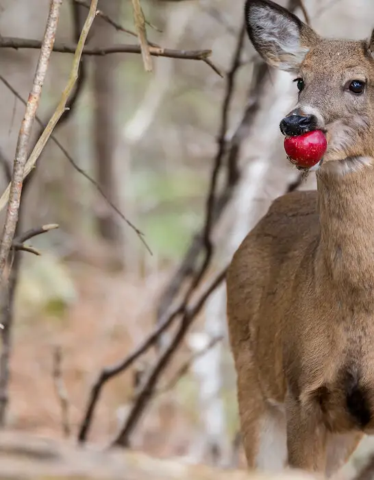roe eating a red apple
