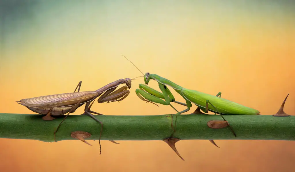 two mantises on a stem
