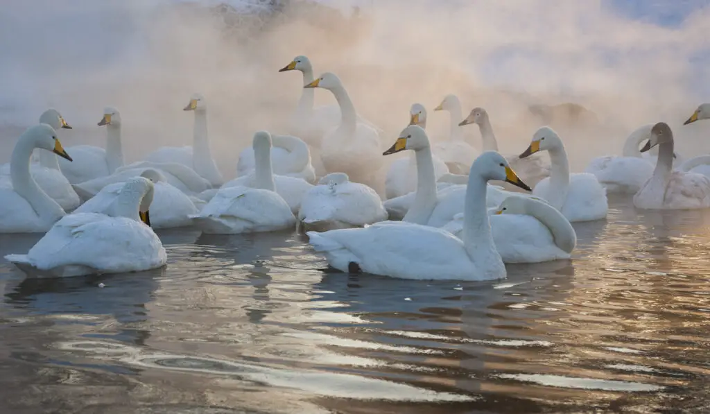 whooper swan on water