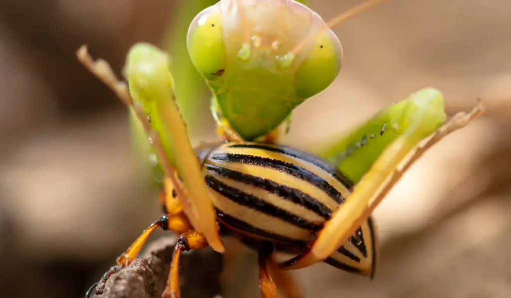 mantis feeding on a beetle