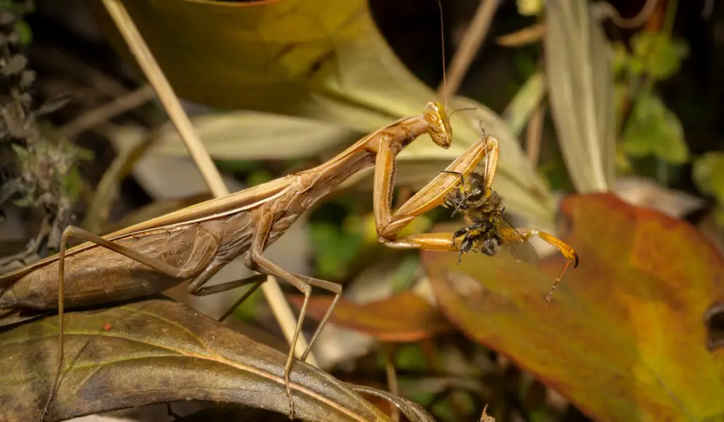 praying mantis eating a bee