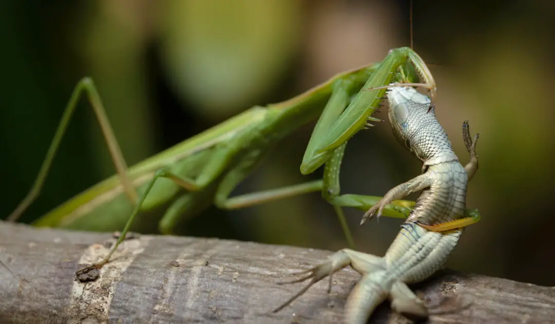 What Do Praying Mantis Eat Exploration Squared
