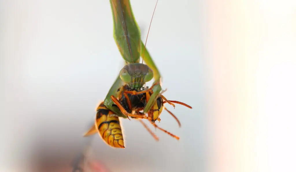 praying mantis eating eating a wasp