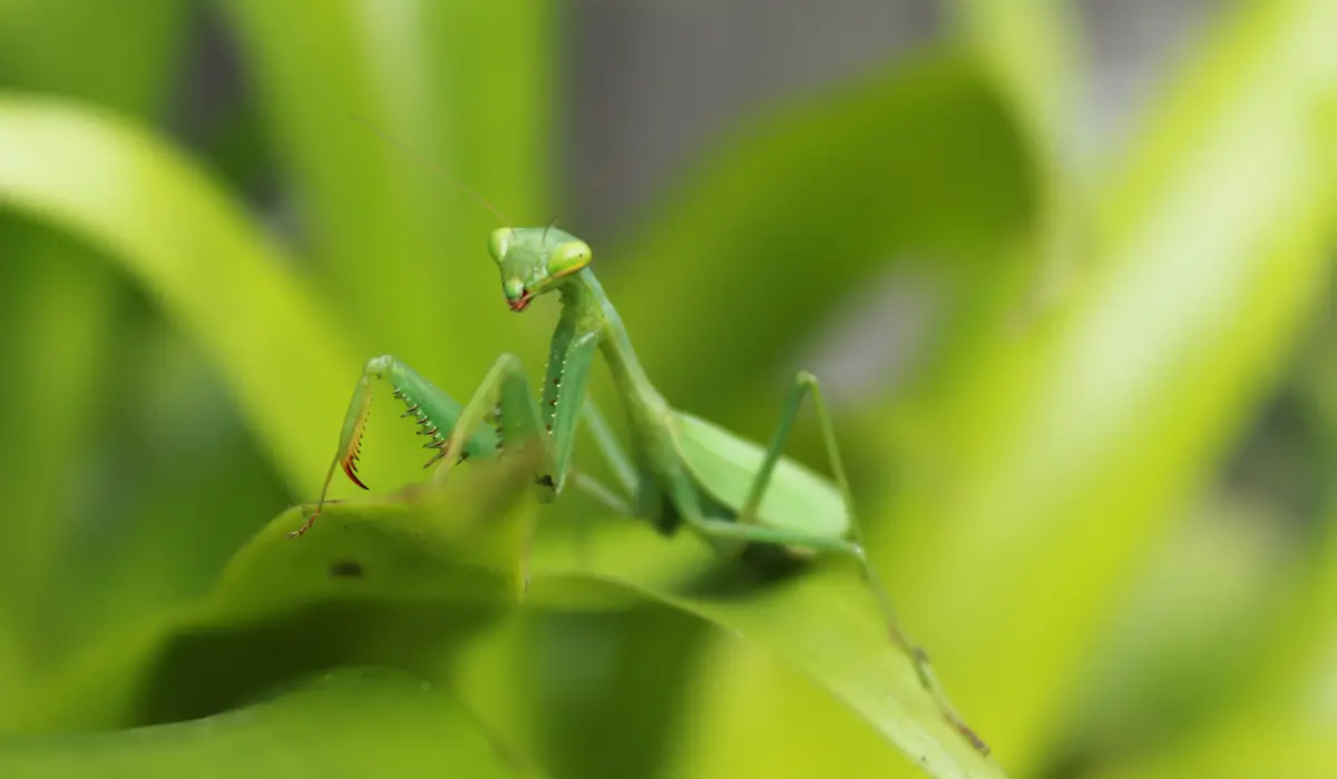 What Do Praying Mantis Eat - Exploration Squared