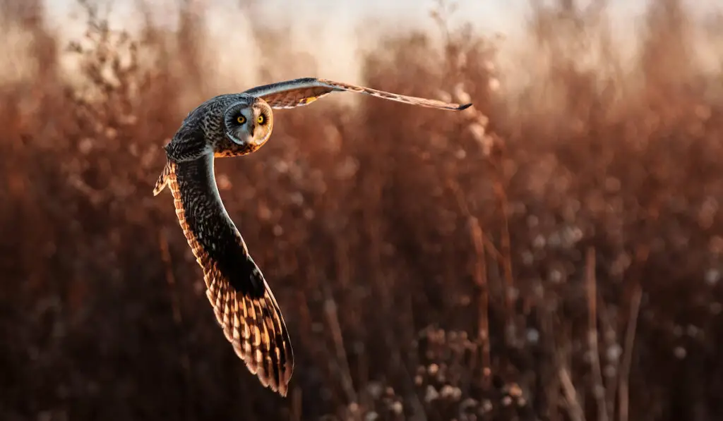 an owl flying at dusk