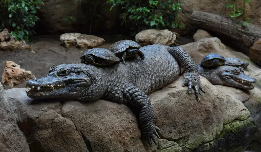 turtles on backs of alligators