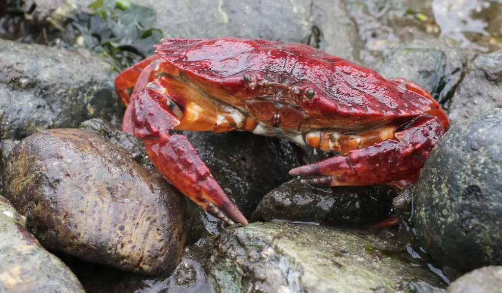 Red crab on the sea rocks