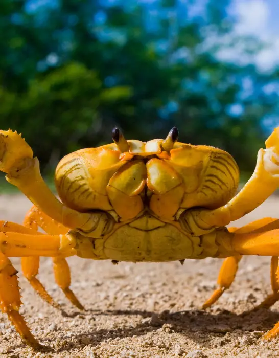 yellow crab posing happily