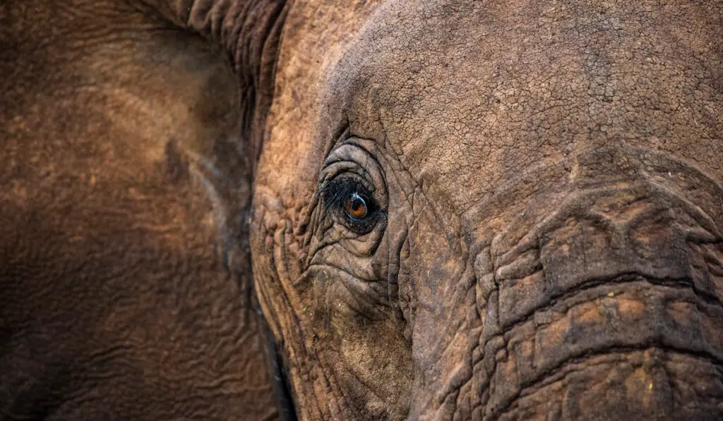 african elephant closeup