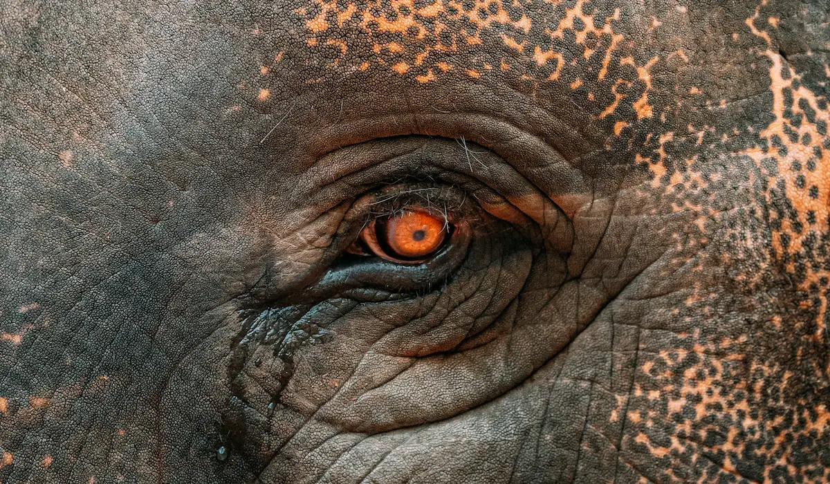 7 Facts About Elephants’ Eyes and Vision Exploration Squared