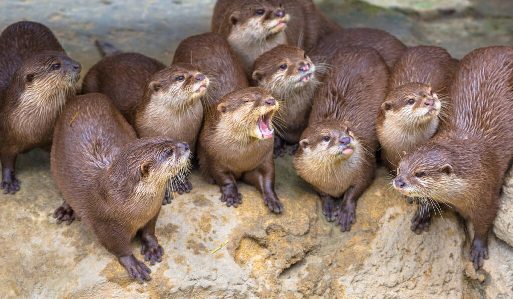 Group of funny oriental small-clawed otter enter entertaining at spectator