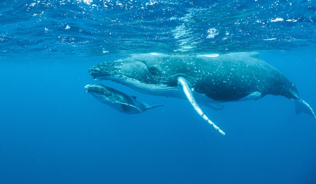 underwater shot of mother and baby humpback whales swimming in the Pacific Ocean