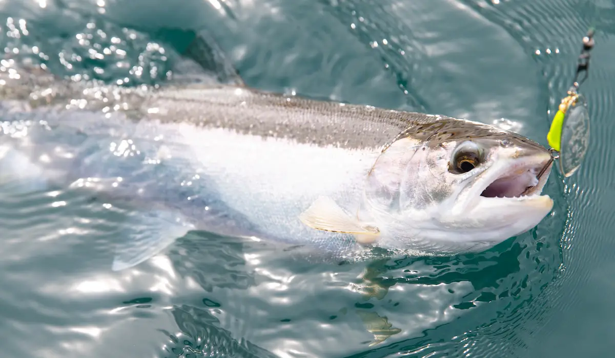 Do Hooks Hurt Fish? Exploration Squared