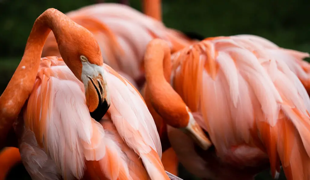 closeup of beautiful flamingos