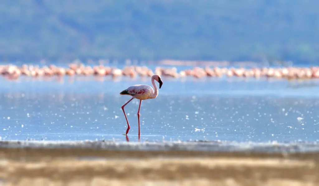 flamingo walking above waters of africa