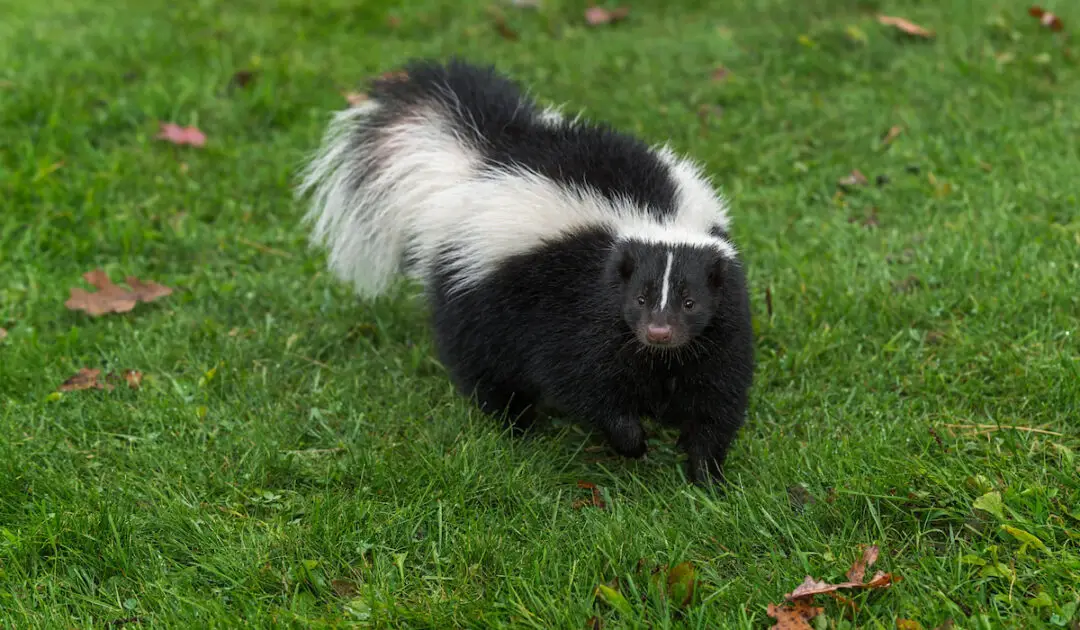 Can skunks jump if yes how high exploration squared