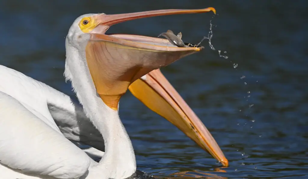 focused shot of a pelican catching a small fish