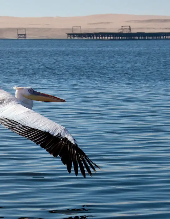 great white pelican flying close to the waters near a port