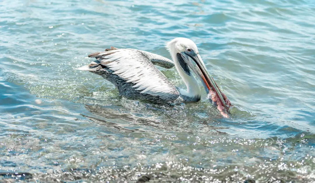 Do Pelicans Eat Birds? - Exploration Squared