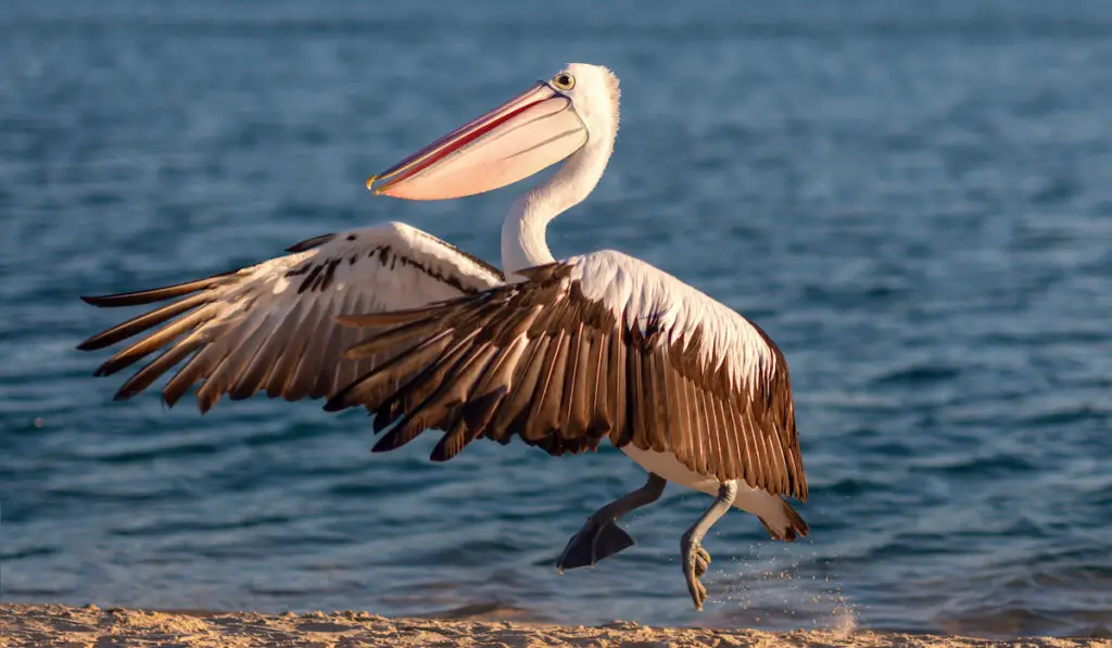 pelican landing from a short flight