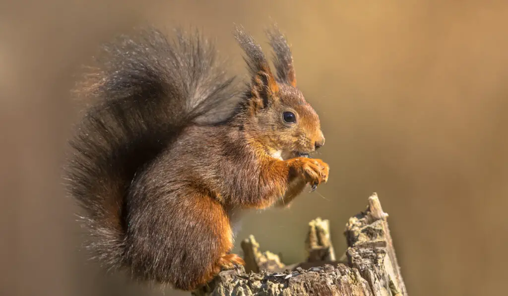 red squirrel eating on a trunk