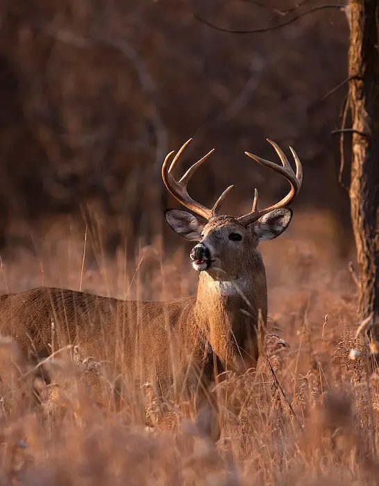 a deer buck