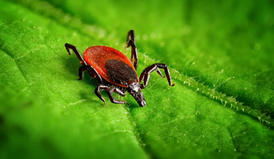What Animals Eat Ticks? Exploration Squared