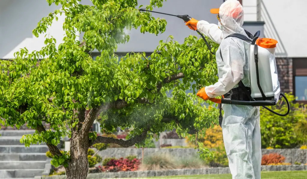 gardener spraying pesticide