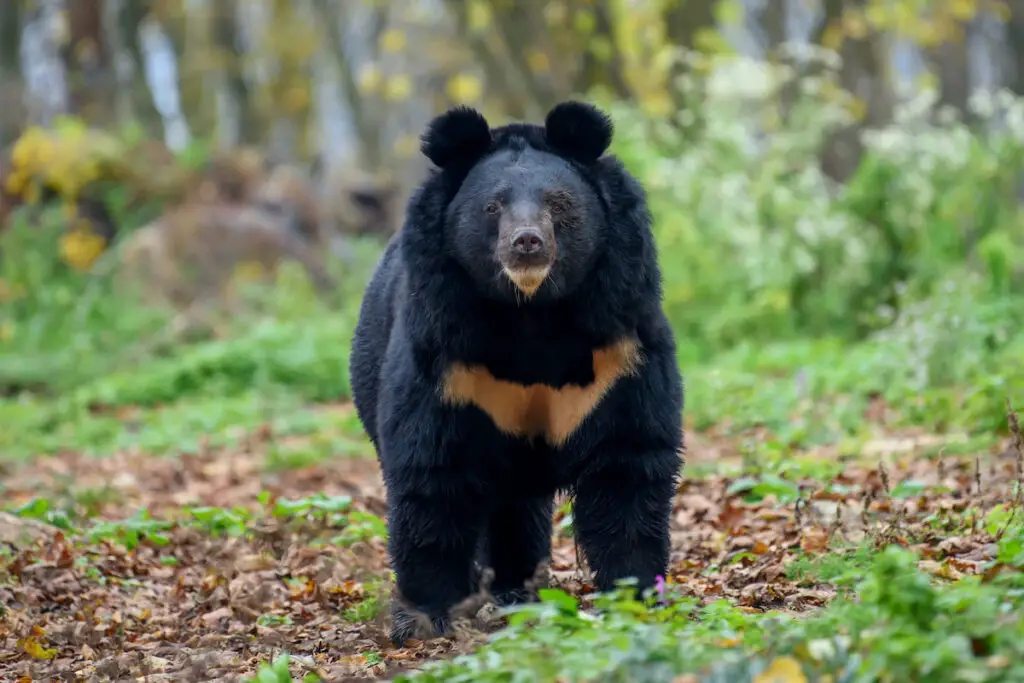 Asiatic Black Bear standing on dried leaves in the woods