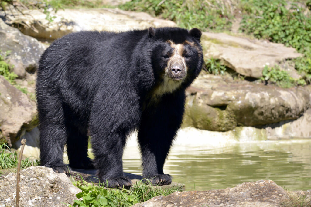 Black Andean Bear near the water