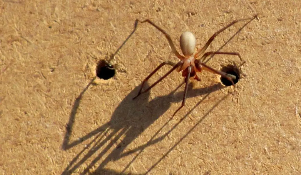 Brown Recluse Spider on a corkboard