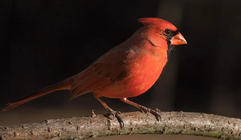 a beautiful picture of a cardinal