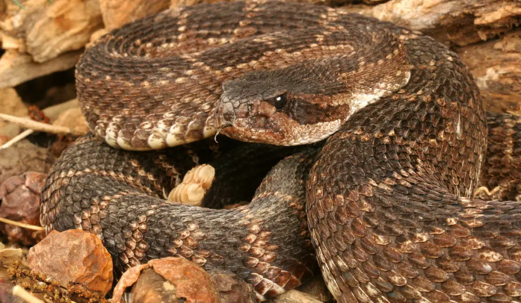 a coiled up rattlesnake