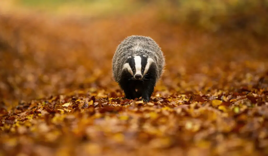 a european badger walking on autumn foliage