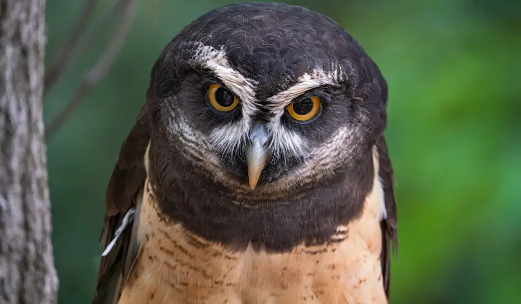 a focus photograph of an owl