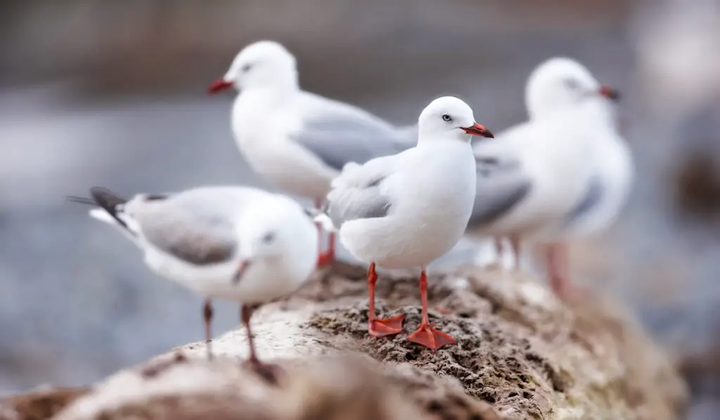a group of seagulls