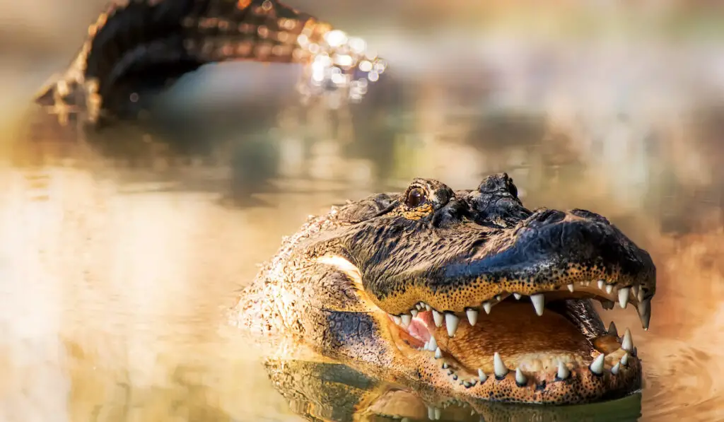alligator in water showing teeth and tail