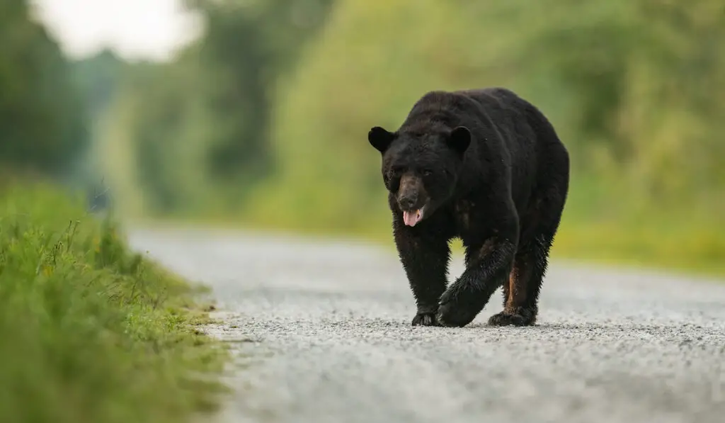 black bear walking down a rocky road